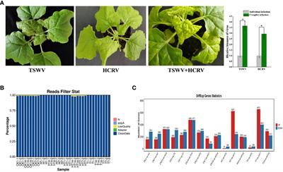 Full-length RNA sequencing reveals the mechanisms by which an TSWV–HCRV complex suppresses plant basal resistance